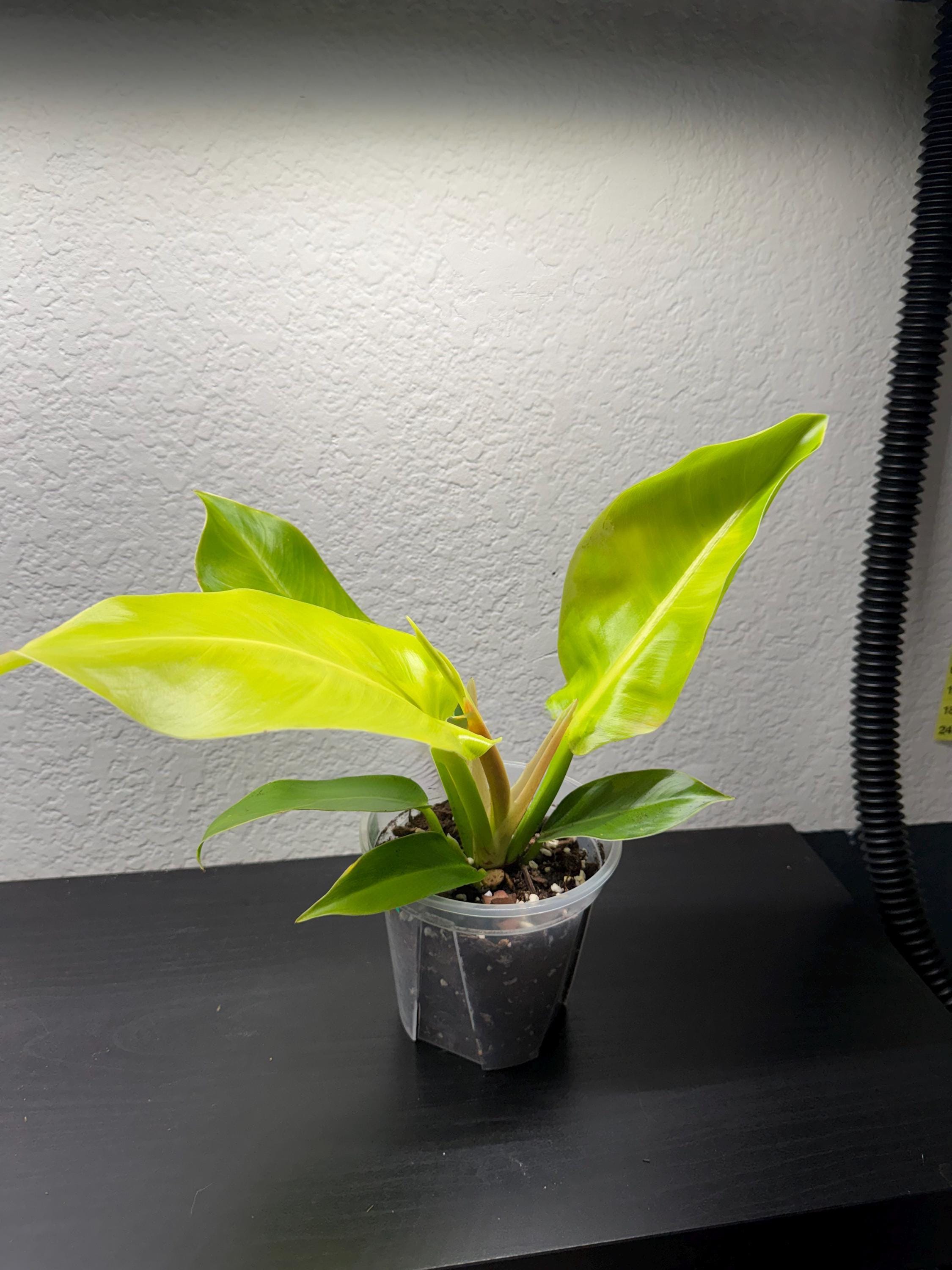 Philodendron 'Moonlight'