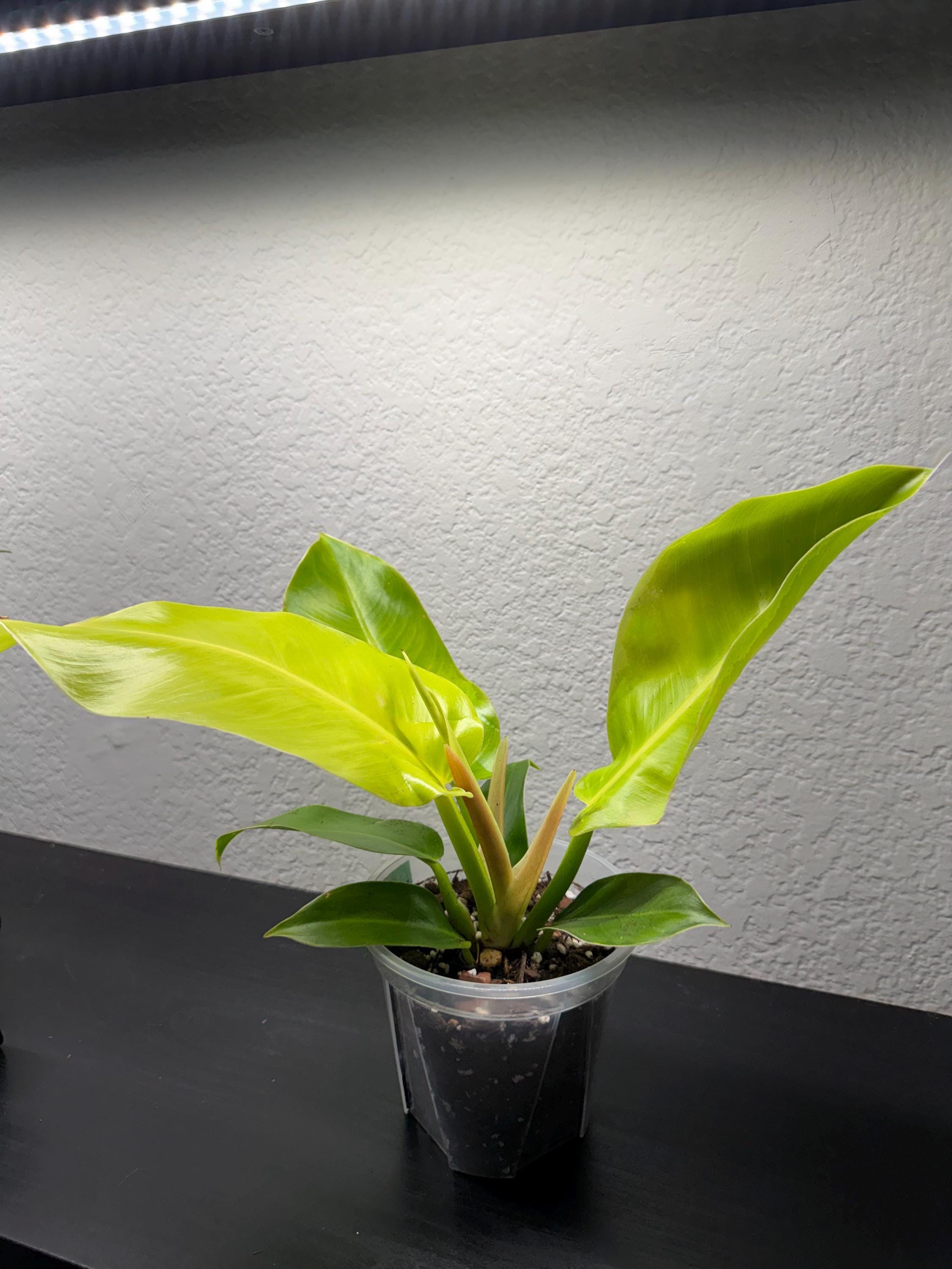 Philodendron 'Moonlight'