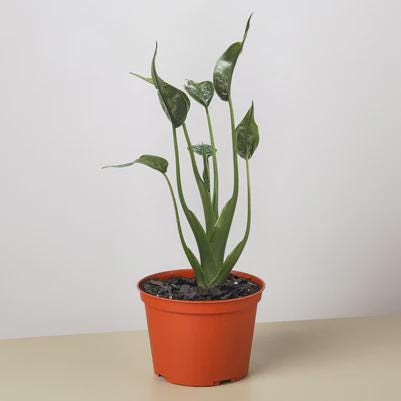 Alocasia 'Tiny Dancer' - 4" Pot
