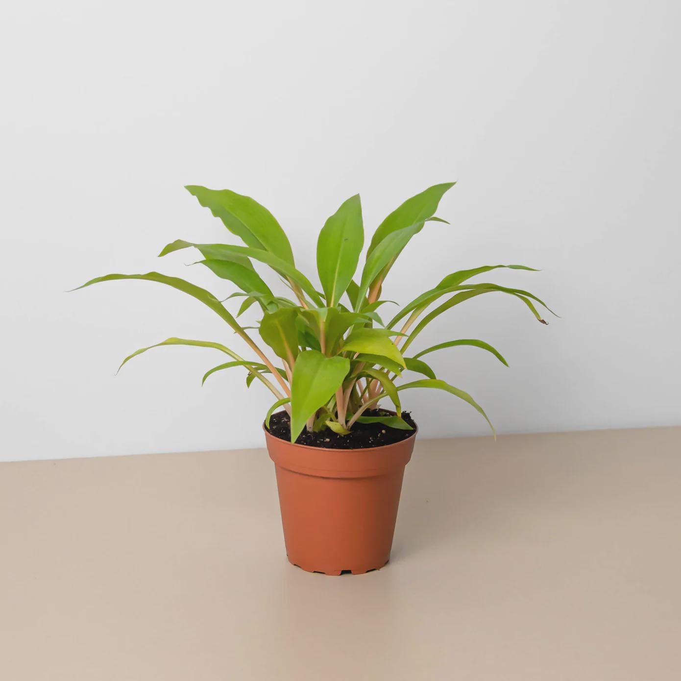 Spider Plant 'Fire Flash' Indoor Plants 4" Pot Austin Jungle Co.