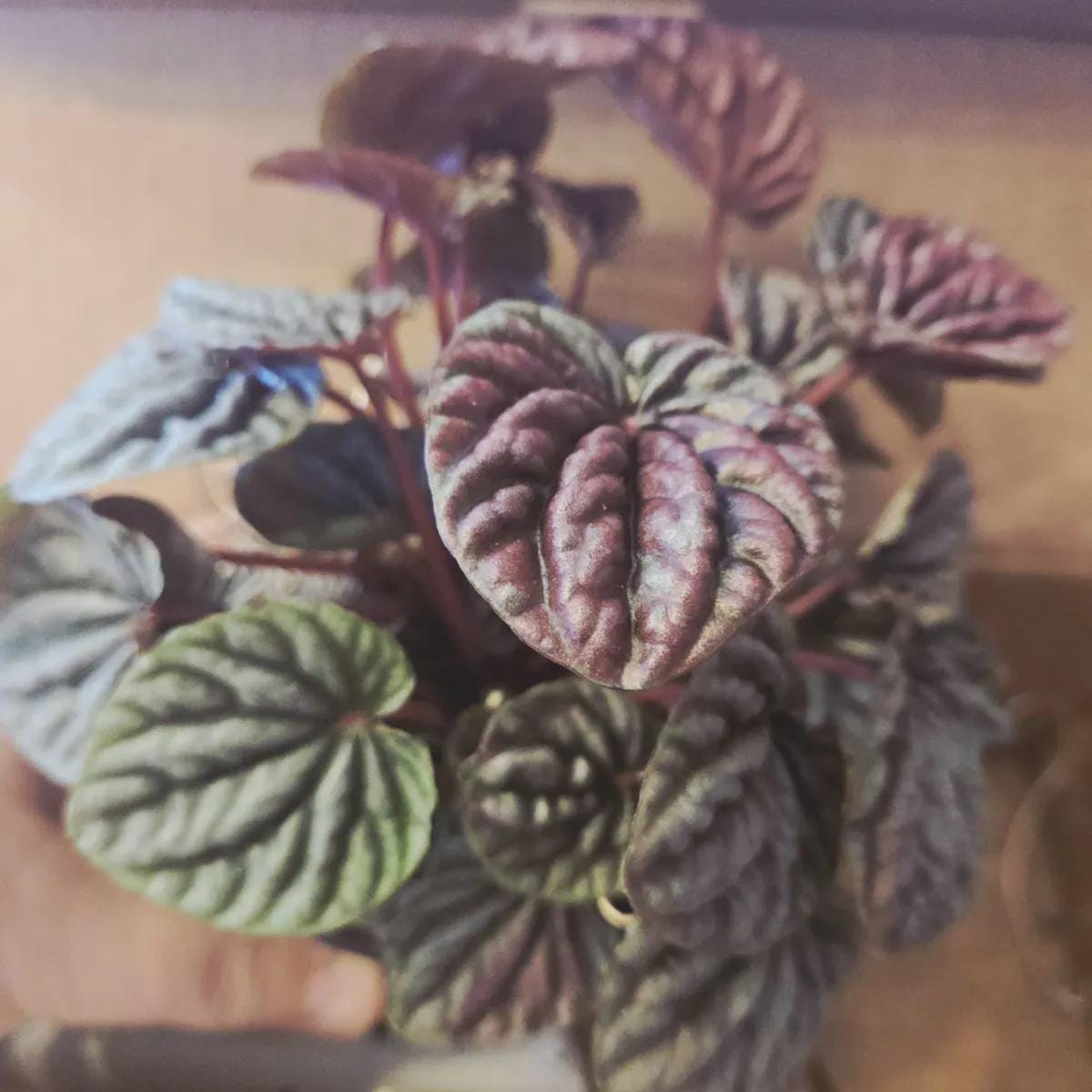 Peperomia 'Ripple Red' 4" Plant (1) ($4) 3" Pot Austin Jungle Co.