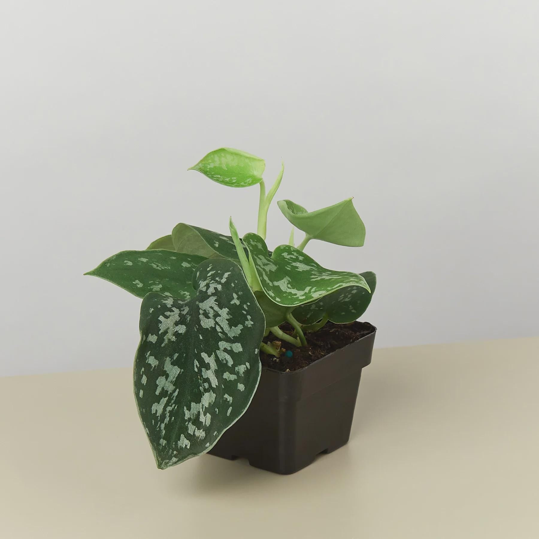 Pothos 'Satin' Indoor Plants 3" Pot / Nursery Pot Austin Jungle Co.