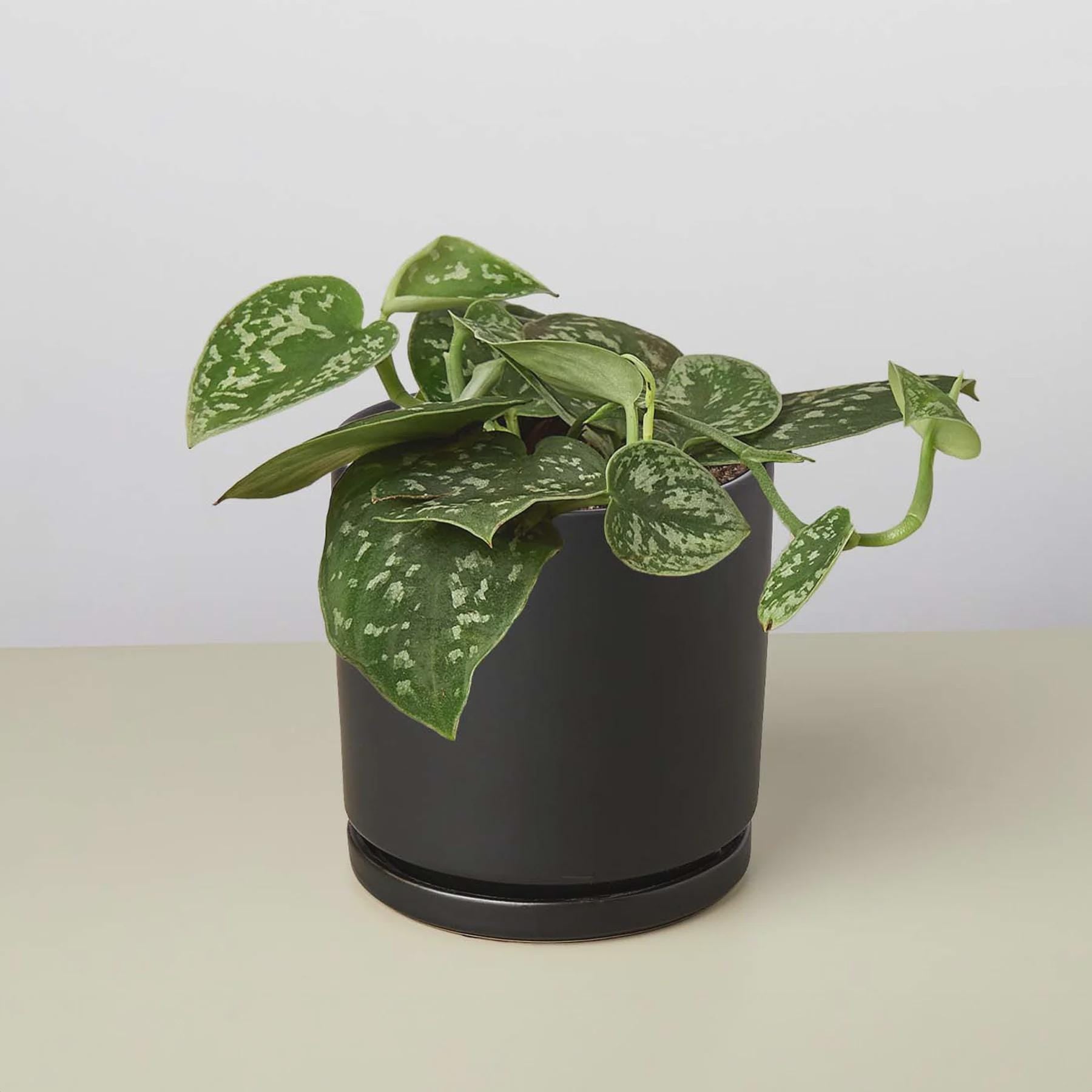 Pothos 'Satin' Indoor Plants 3" Pot / Nursery Pot Austin Jungle Co.