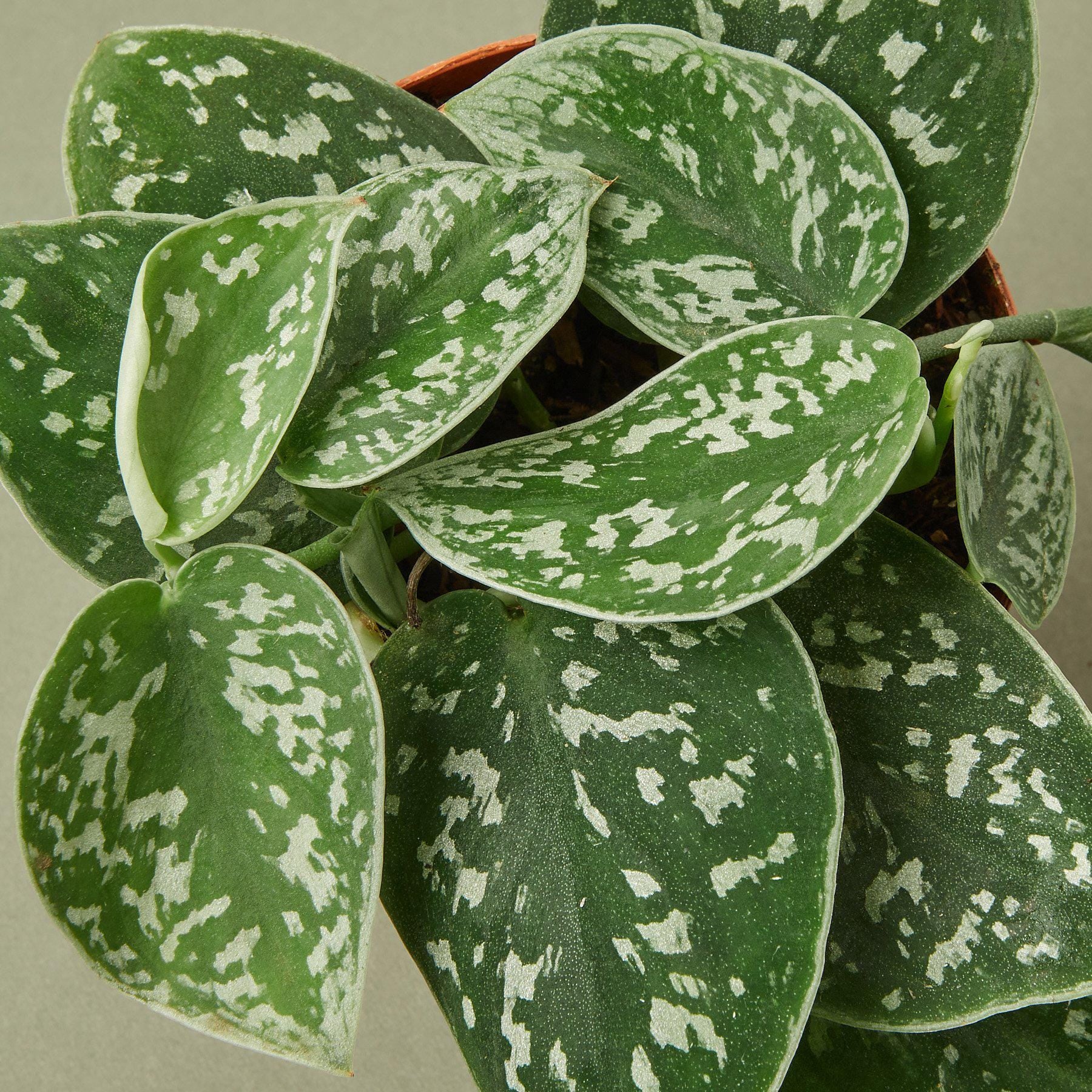 Pothos 'Satin' Indoor Plants 3" Pot / Nursery Pot Austin Jungle Co.