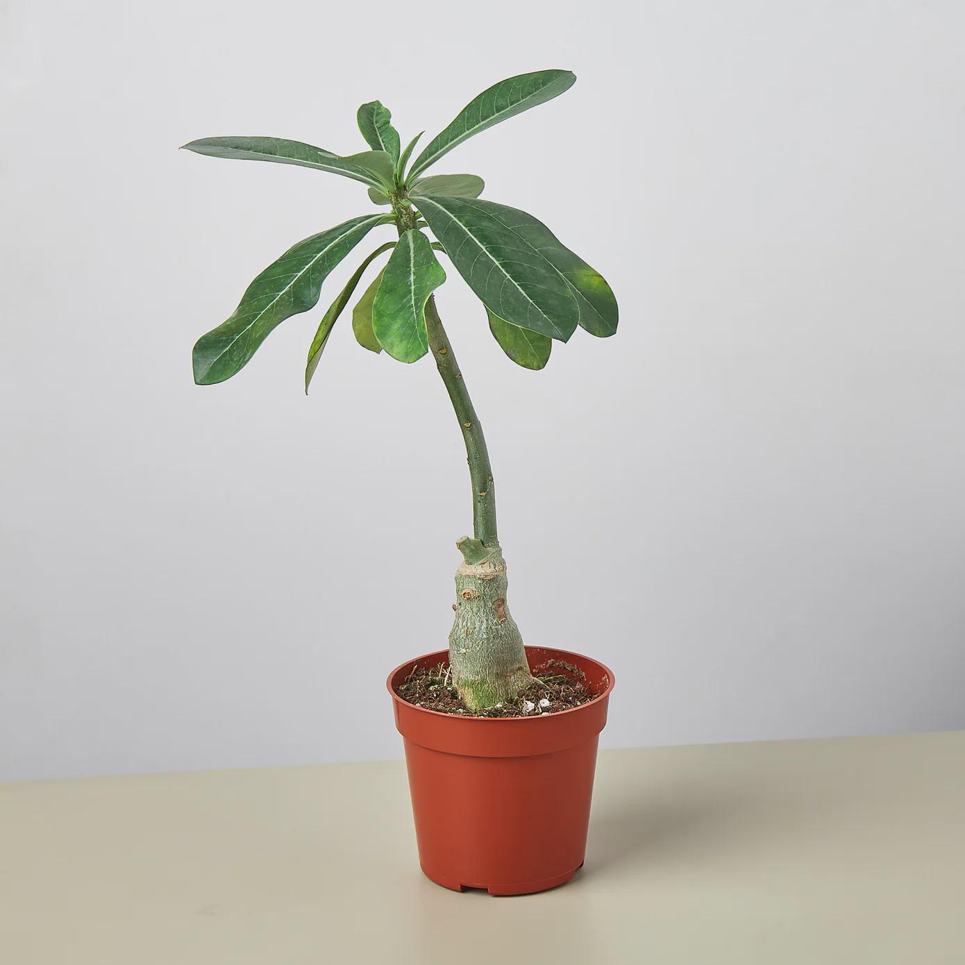 Succulent Adenium Obesum 'Desert Rose' Succulent 4" Pot Austin Jungle Co.