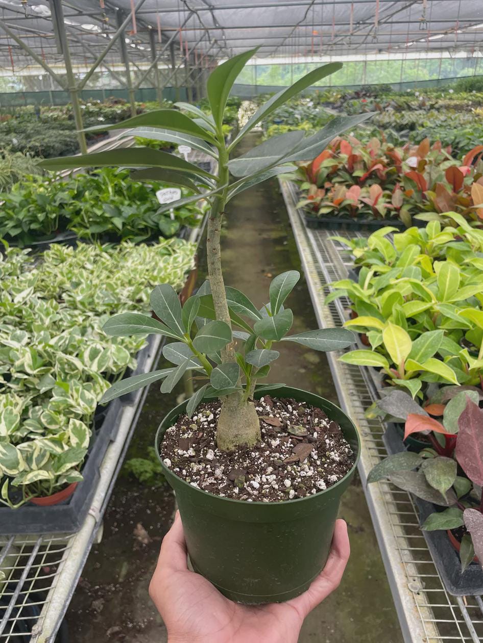 Succulent Adenium Obesum 'Desert Rose' Succulent 4" Pot Austin Jungle Co.