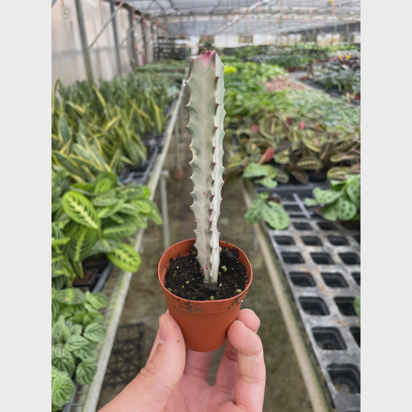 Succulent Euphorbia 'Dragon Bone'