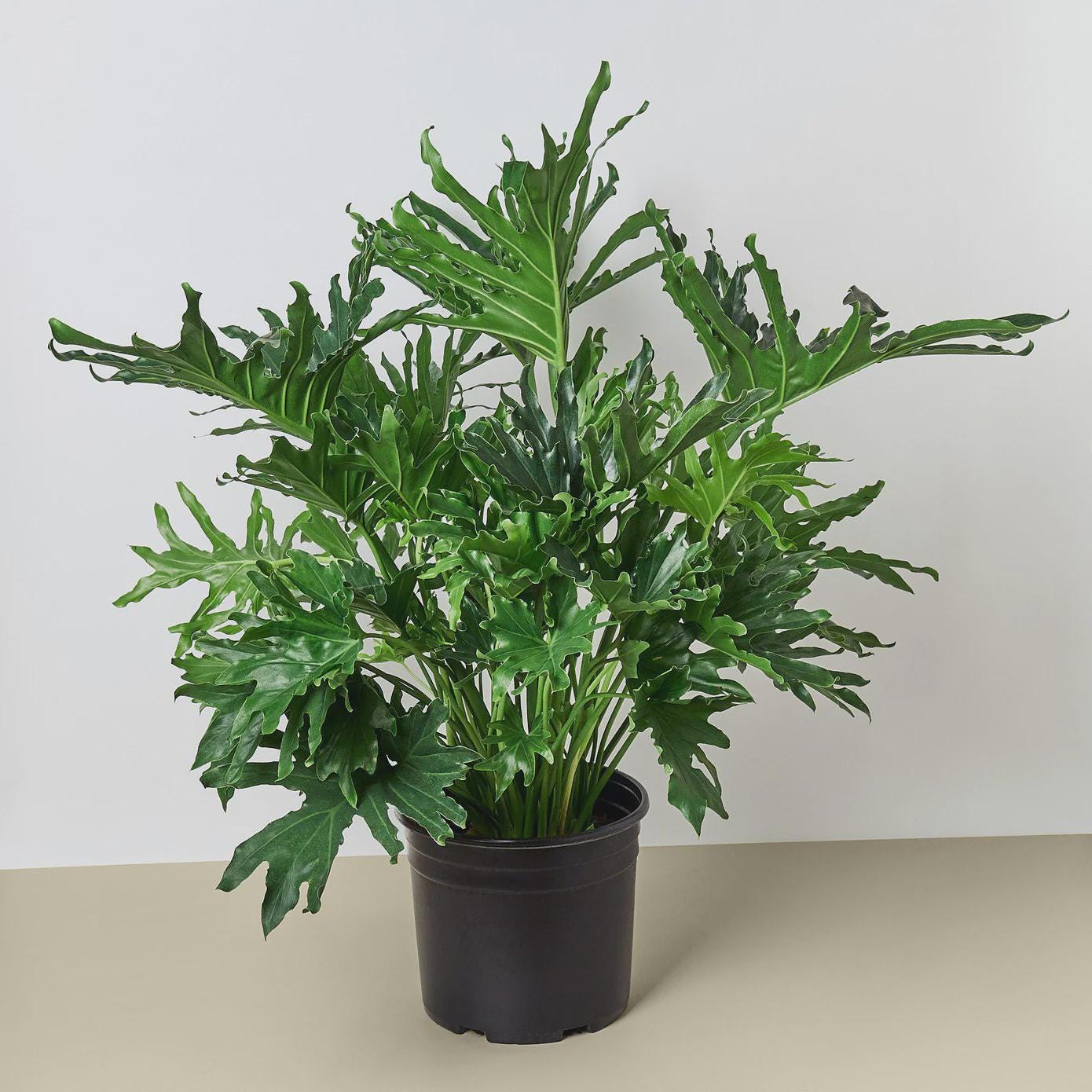 Philodendron 'Lickety Split'