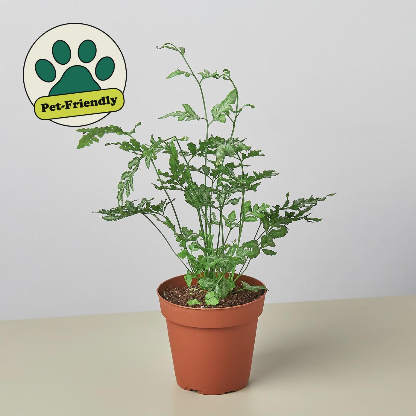 Fern 'Silver Lace'