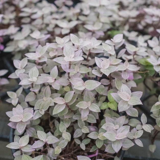 Tradescantia Callisia 'Pink Panther' Default 2" Pot Austin Jungle Co.