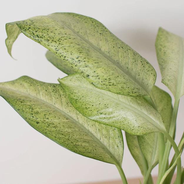 Dieffenbachia 'Camouflage' Indoor Plants 4" Pot Austin Jungle Co.
