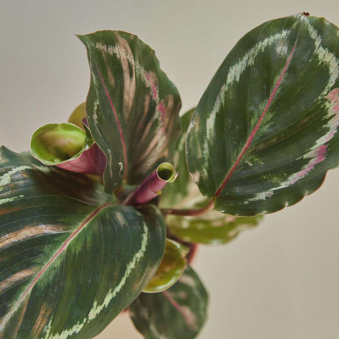 Calathea Roseopicta 'Medallion' Indoor Plants 4" Pot / Nursery Pot Austin Jungle Co.
