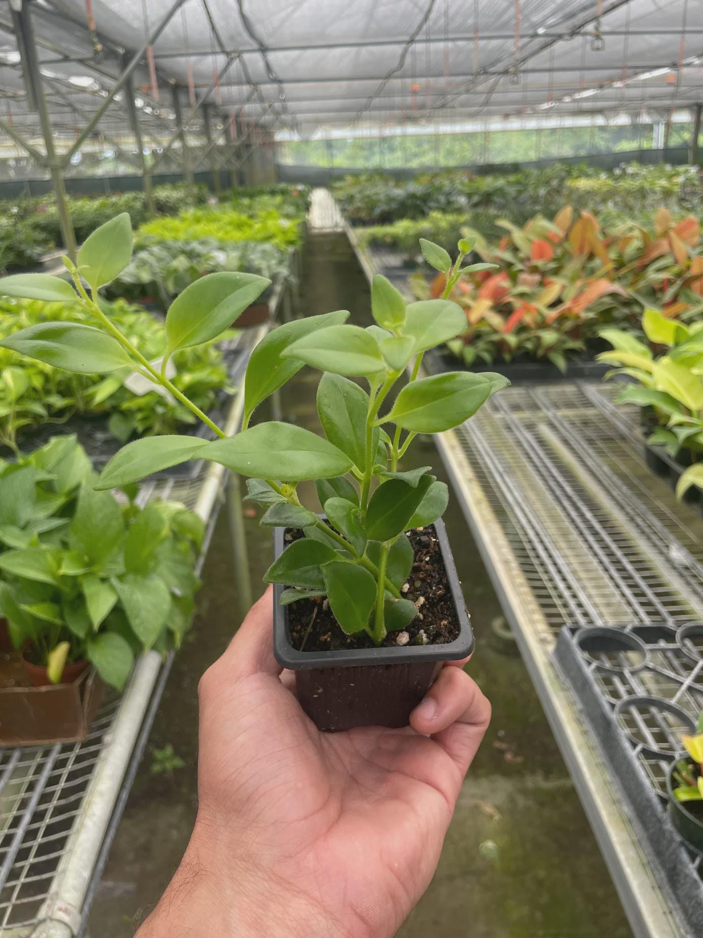 Lipstick Plant 4" Plant 3" Pot Austin Jungle Co.
