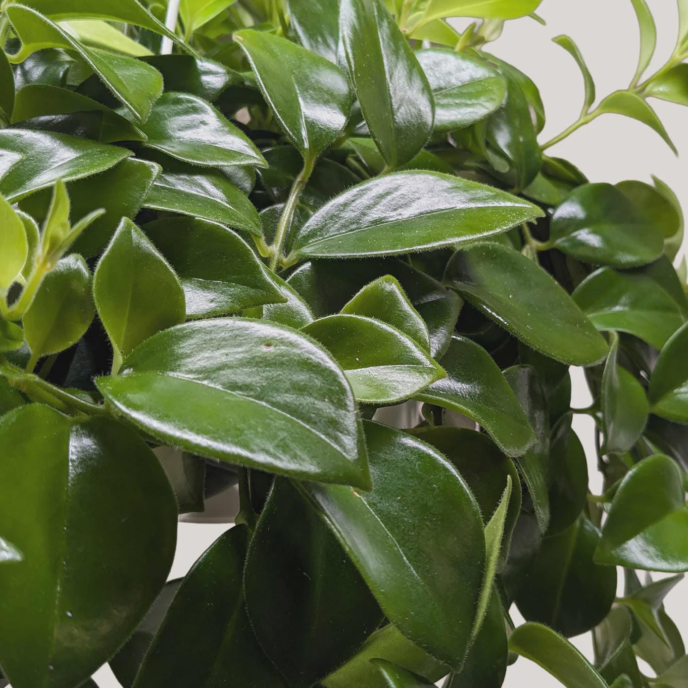 Lipstick Plant 4" Plant 3" Pot Austin Jungle Co.