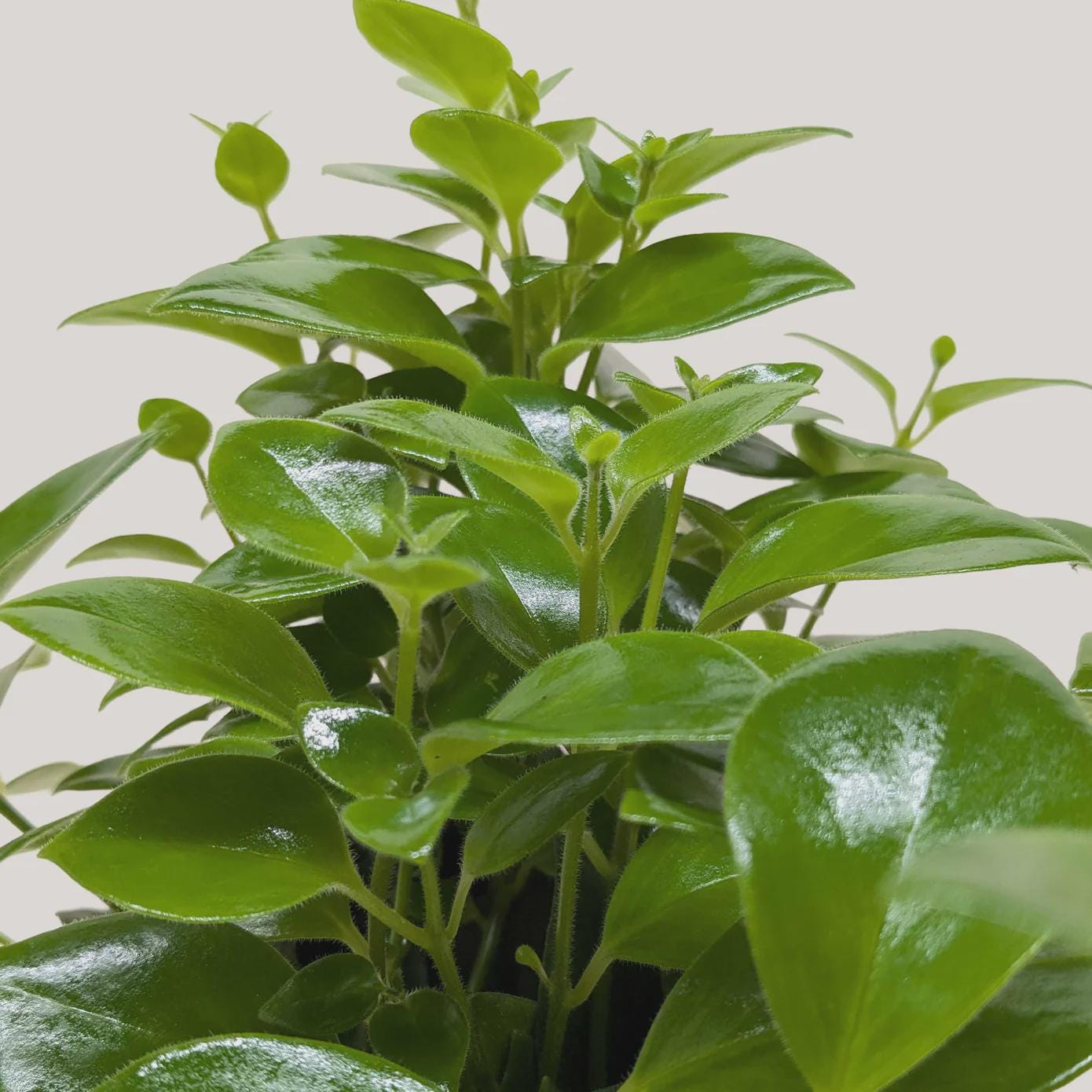 Lipstick Plant 4" Plant 3" Pot Austin Jungle Co.