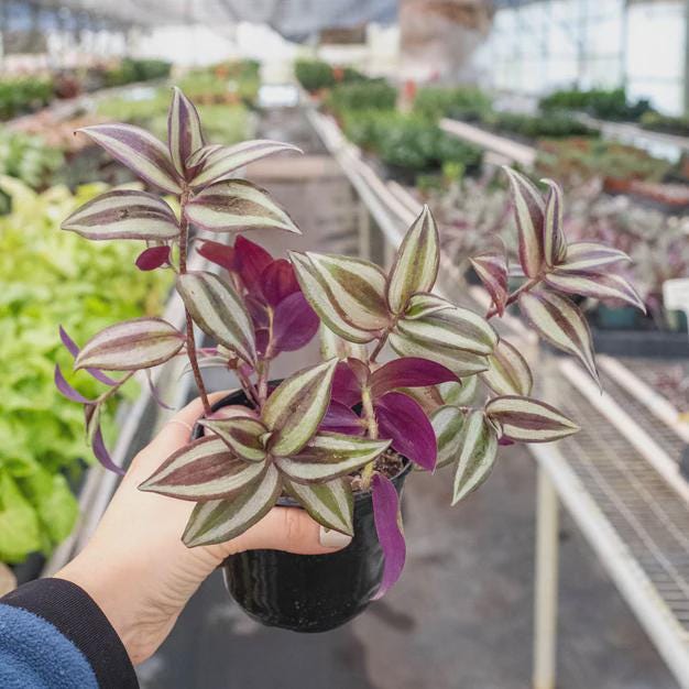 Tradescantia Zebrina 'Wandering Dude' Indoor Plants 4" Pot Austin Jungle Co.