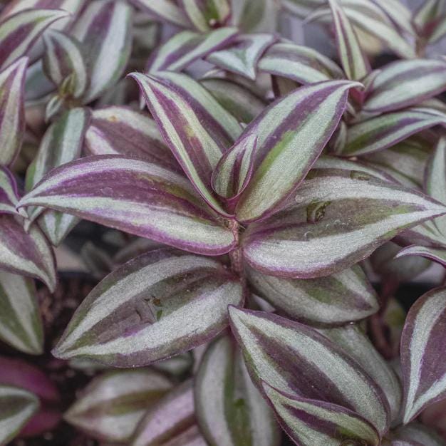 Tradescantia Zebrina 'Wandering Dude' Indoor Plants 4" Pot Austin Jungle Co.