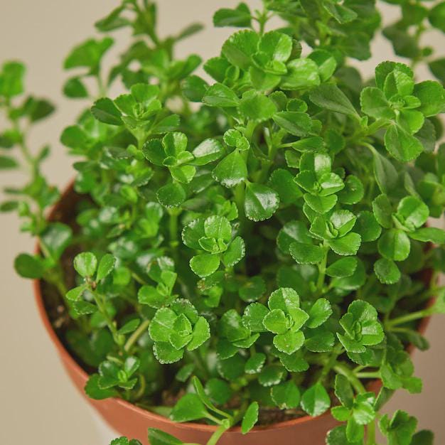 Nettle 'Baby's Tear' Indoor Plants 3" Pot Austin Jungle Co.