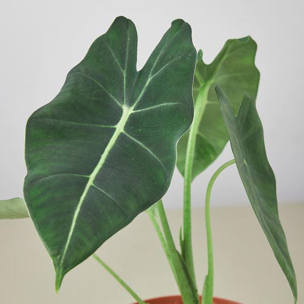 Alocasia Micholitziana 'Frydek' Indoor Plants 3" Pot Austin Jungle Co.