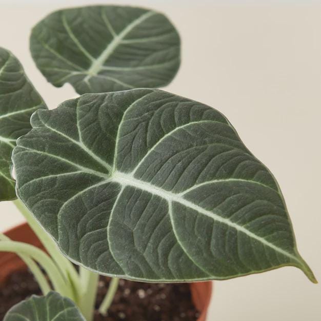 Alocasia Reginula 'Black Velvet' Indoor Plants 4" Pot Austin Jungle Co.