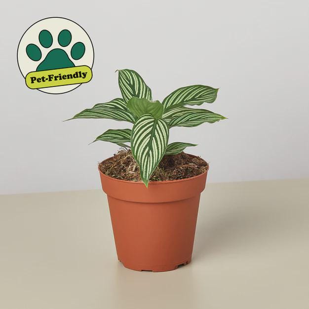 Calathea 'Vittata' Indoor Plants 4" Pot Austin Jungle Co.