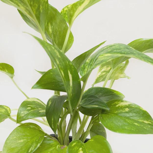 Pothos 'Golden' Indoor Plants 3" Pot / Nursery Pot Austin Jungle Co.