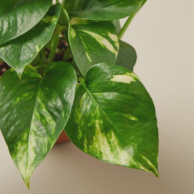 Pothos 'Golden' Indoor Plants 3" Pot / Nursery Pot Austin Jungle Co.