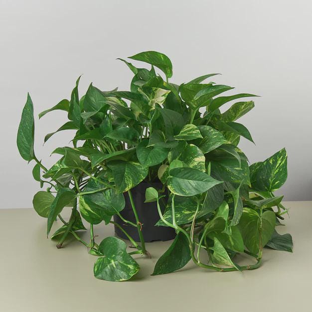 Pothos 'Golden' Indoor Plants 8" Pot / Nursery Pot Austin Jungle Co.
