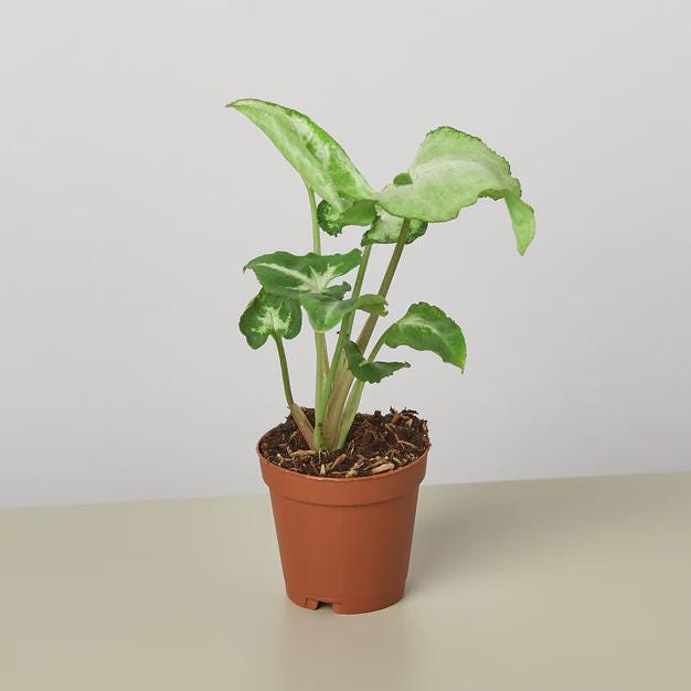 Syngonium White Butterfly 4" Plant 3" Pot Austin Jungle Co.