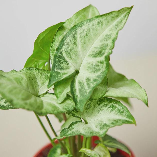 Syngonium White Butterfly 4" Plant 3" Pot Austin Jungle Co.