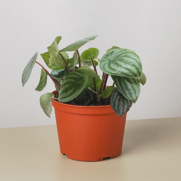 Peperomia Watermelon Indoor Plants 6" Pot / Terra Cotta Eco Pot Austin Jungle Co.