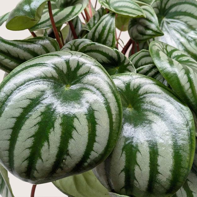 Peperomia Watermelon Indoor Plants 4" Pot / Terra Cotta Eco Pot Austin Jungle Co.