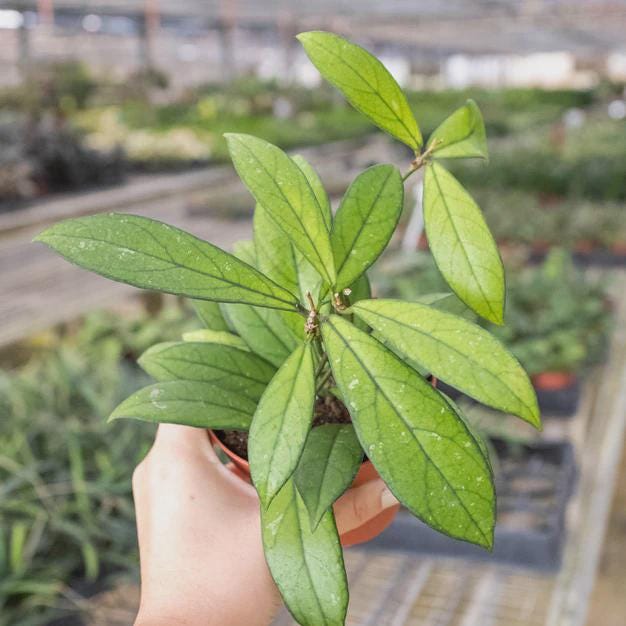 Hoya 'Crassipetiolata' 4" Plant 4" Pot Austin Jungle Co.