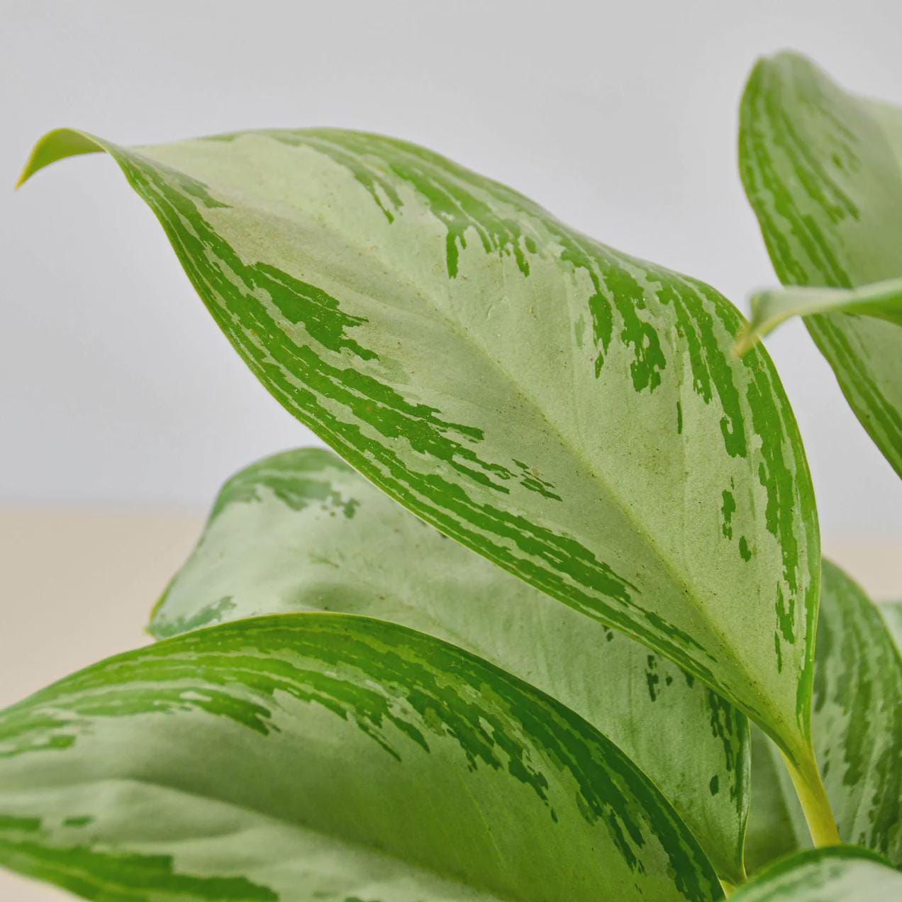 Chinese Evergreen 'Silver Bay' Indoor Plants 4" Pot Austin Jungle Co.