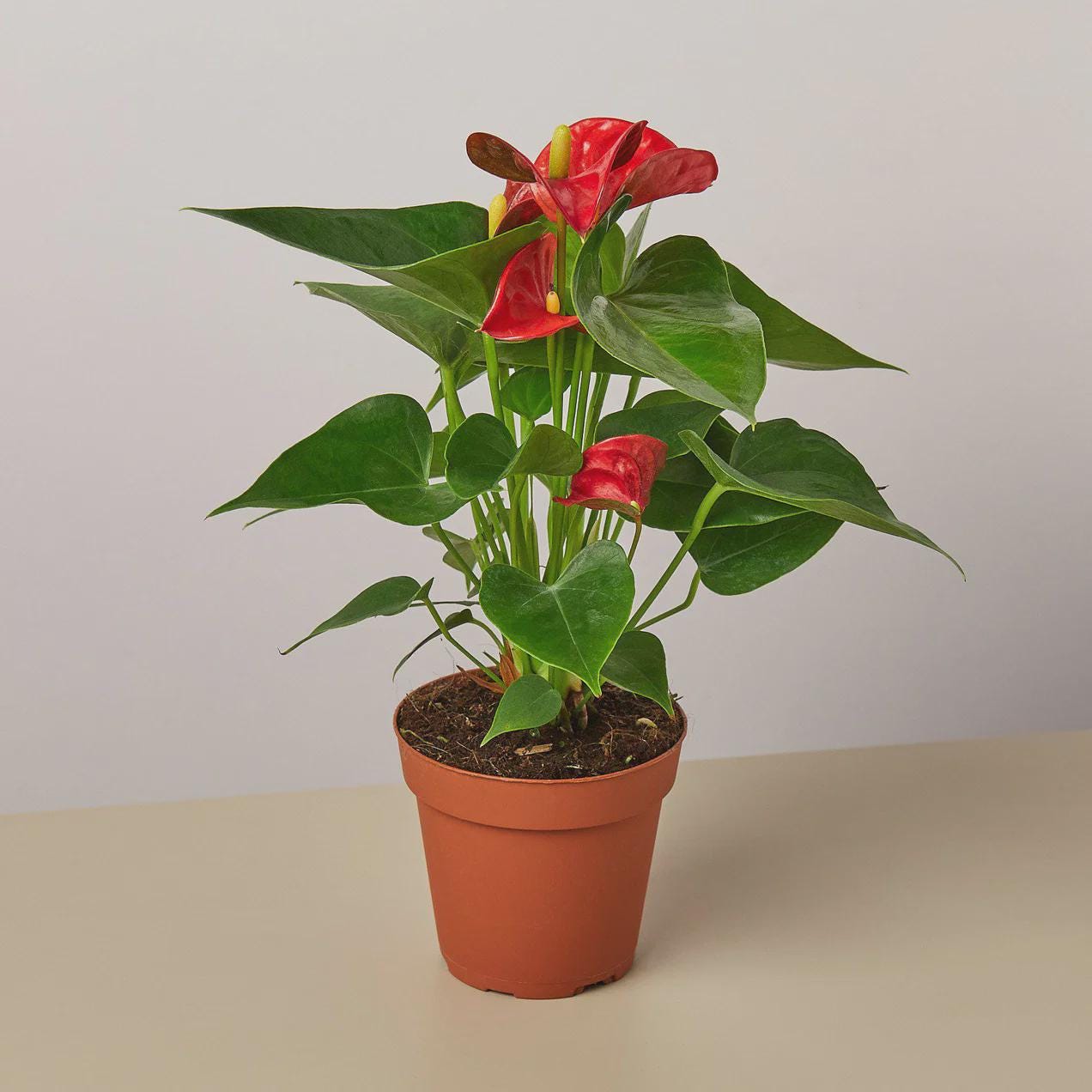 Anthurium 'Red' Indoor Plants 4" Pot / Nursery Pot Austin Jungle Co.