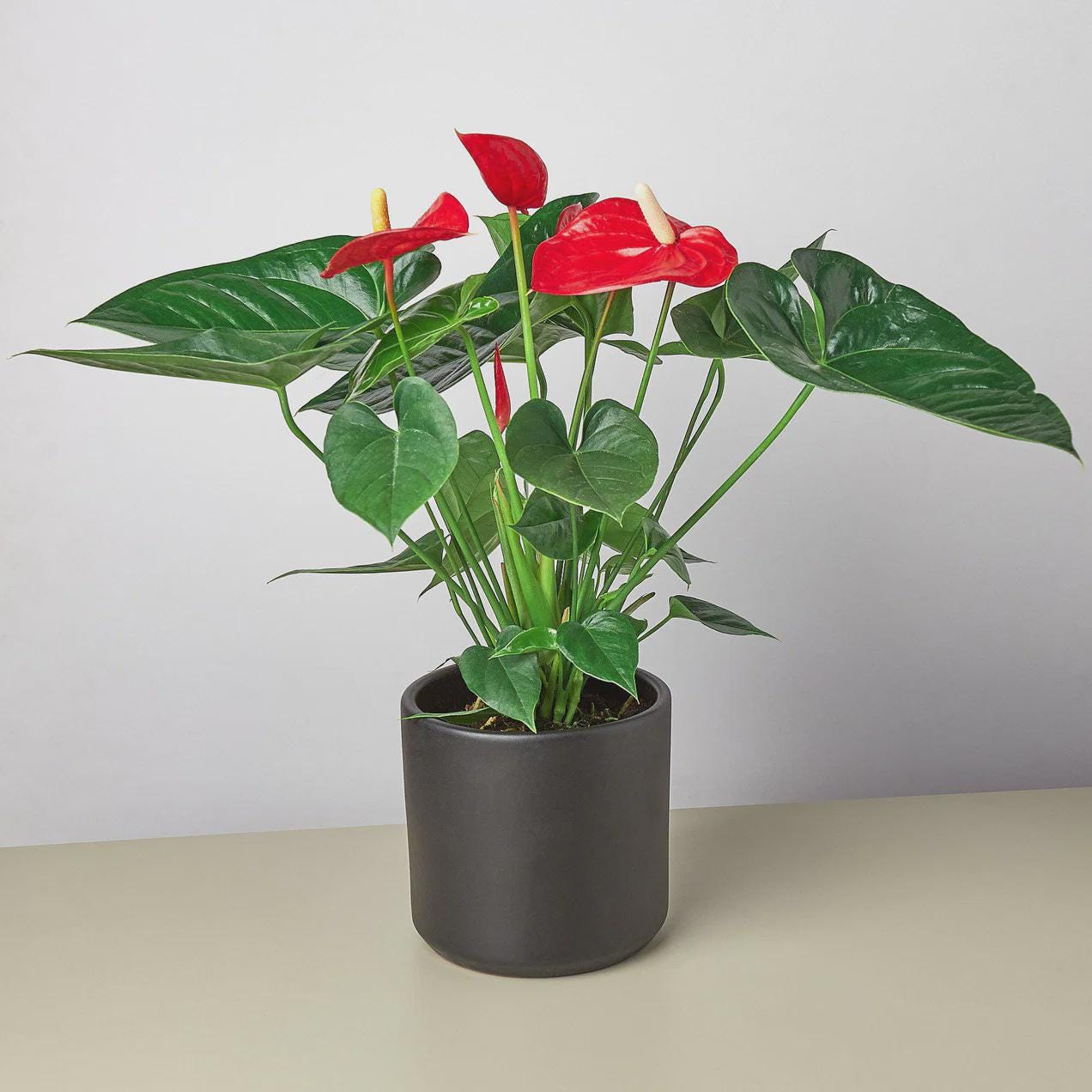 Anthurium 'Red' Indoor Plants 4" Pot / Nursery Pot Austin Jungle Co.
