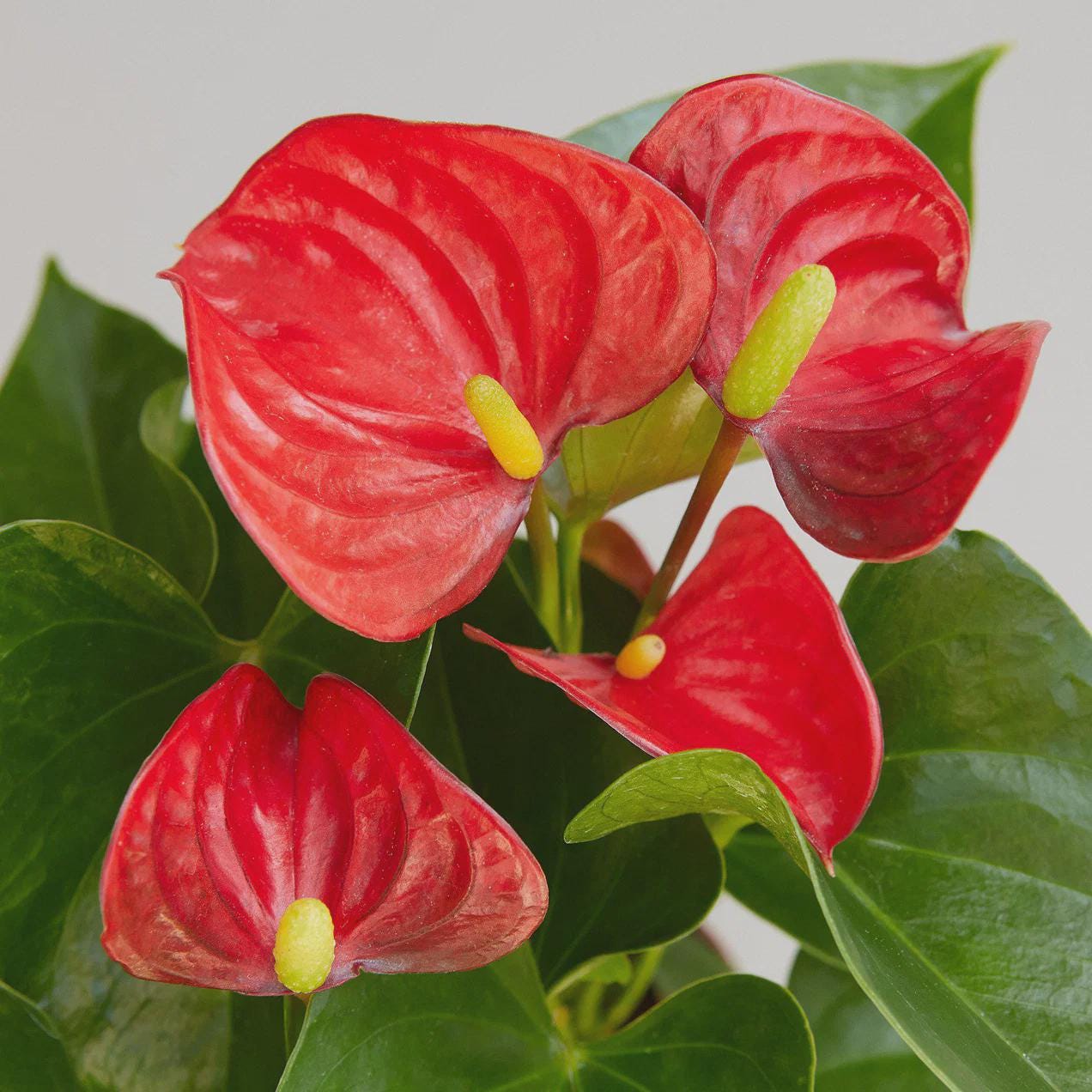 Anthurium 'Red' Indoor Plants 4" Pot / Nursery Pot Austin Jungle Co.