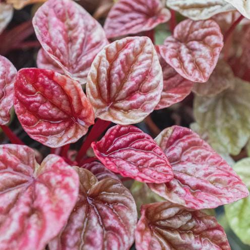 Peperomia 'Quito' 4" Plant (1) ($4) 4" Pot Austin Jungle Co.