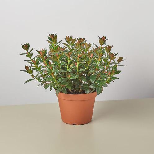 Nematanthus Black Goldfish Plant Default 4" Pot Austin Jungle Co.