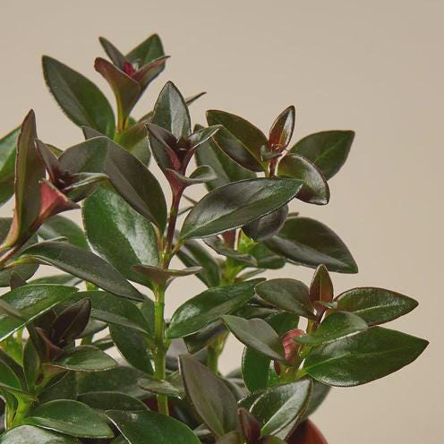 Nematanthus Black Goldfish Plant Default 4" Pot Austin Jungle Co.