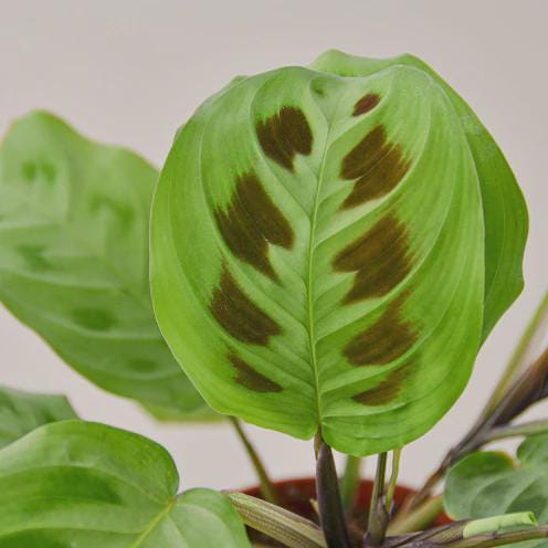 Maranta 'Leuconeura' 4" Plant (1pk/$2) ($6 Ship/15oz) 3" Pot Austin Jungle Co.