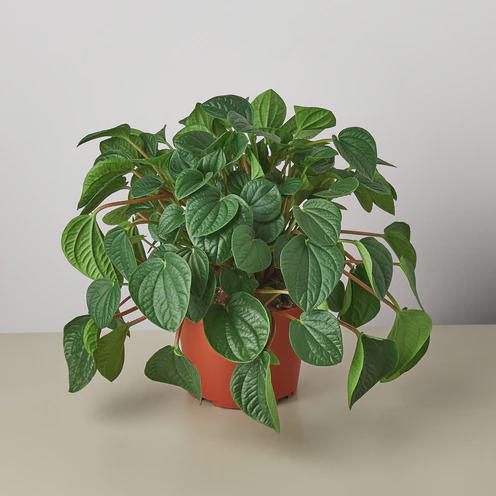 Peperomia 'Rana Verde' Indoor Plants 4" Pot Austin Jungle Co.