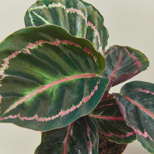 Calathea 'Dottie' 4" Plant 4" Pot Austin Jungle Co.