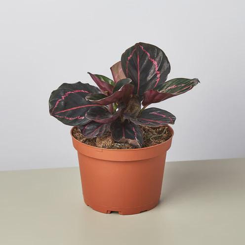 Calathea 'Dottie' 4" Plant 4" Pot Austin Jungle Co.