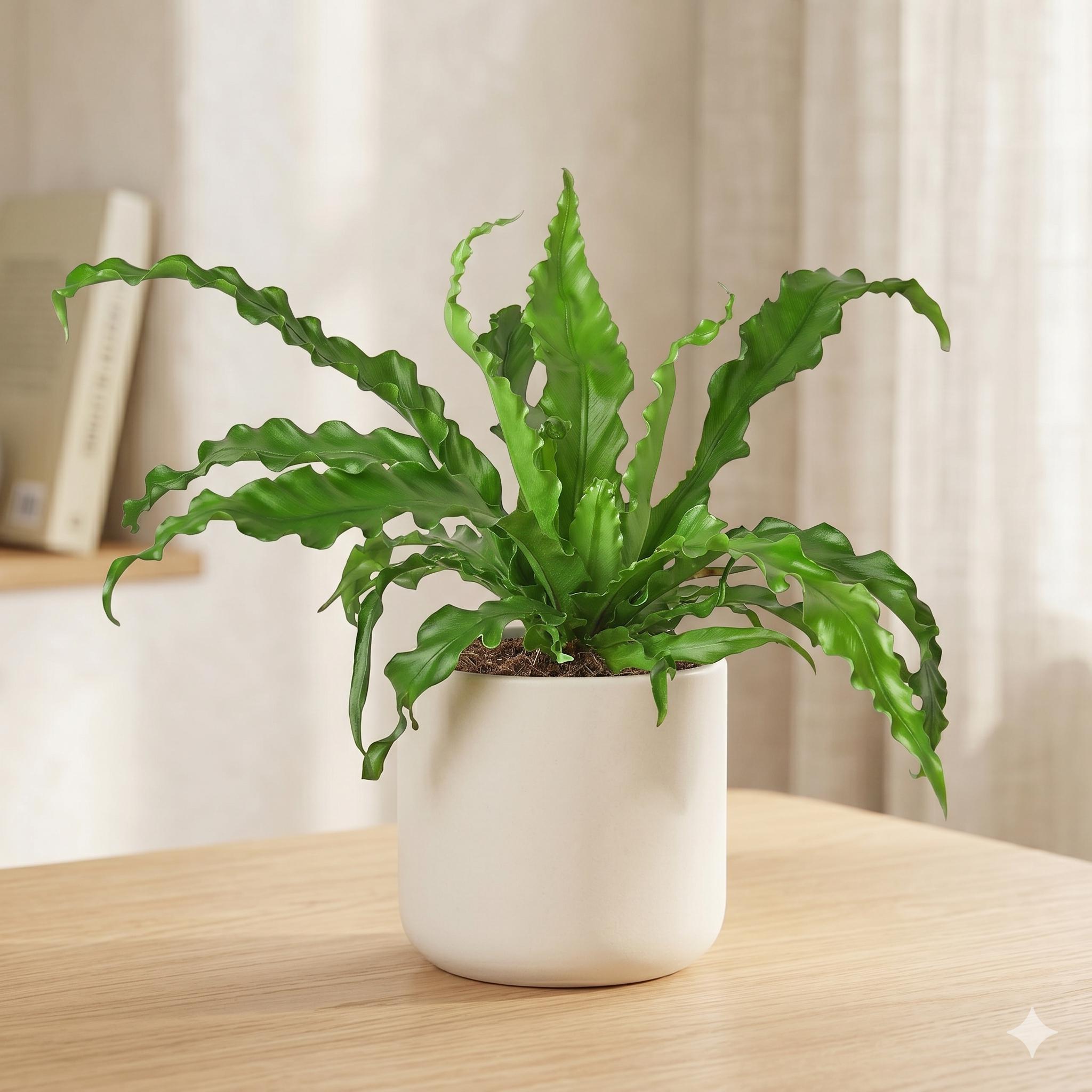 Bird's Nest 'Victoria' Fern Indoor Plants 4" Pot Austin Jungle Co.