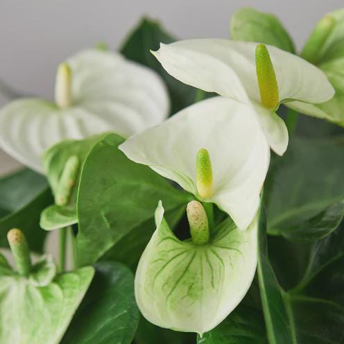 Anthurium 'White' Indoor Plants 4" Pot Austin Jungle Co.