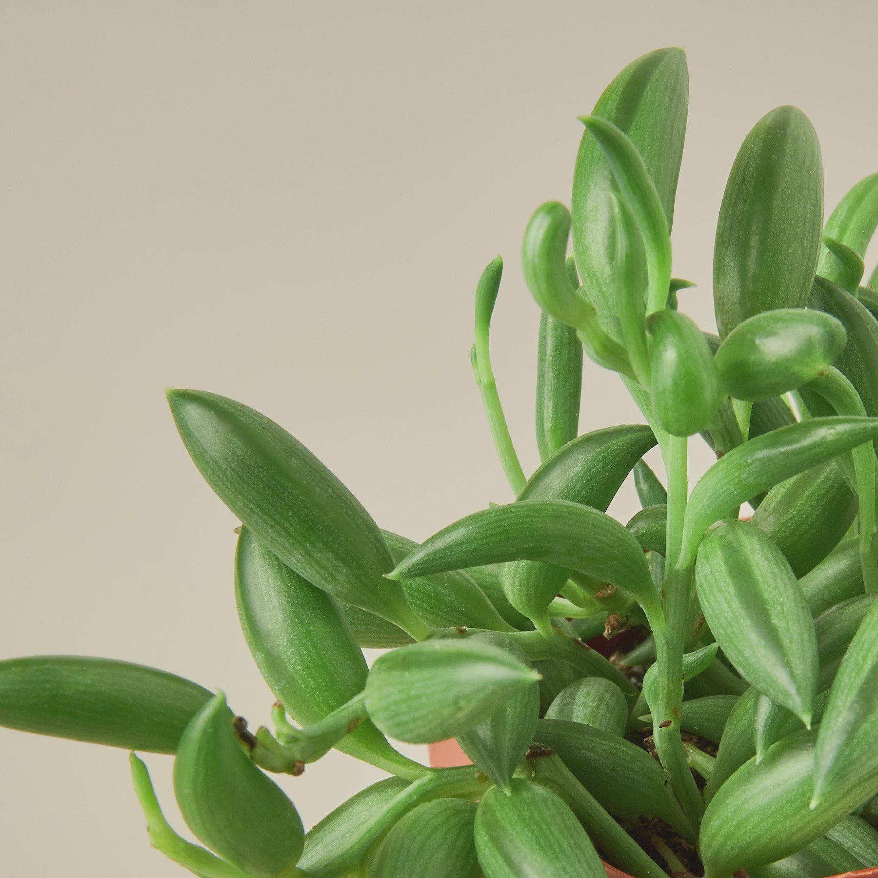 Succulent 'String of Bananas' Succulent 4" Pot Austin Jungle Co.
