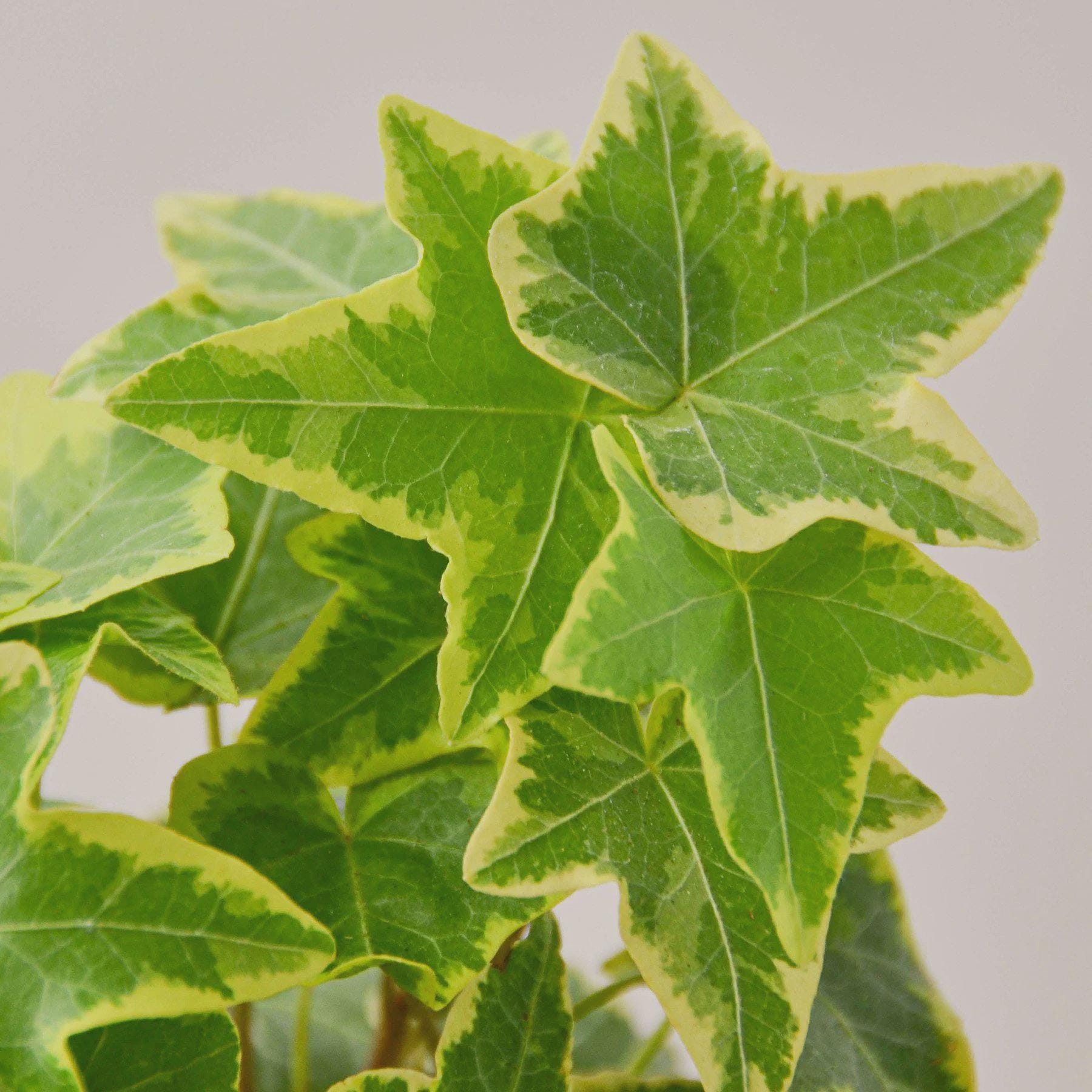 English Ivy Gold Child Default 3" Pot Austin Jungle Co.