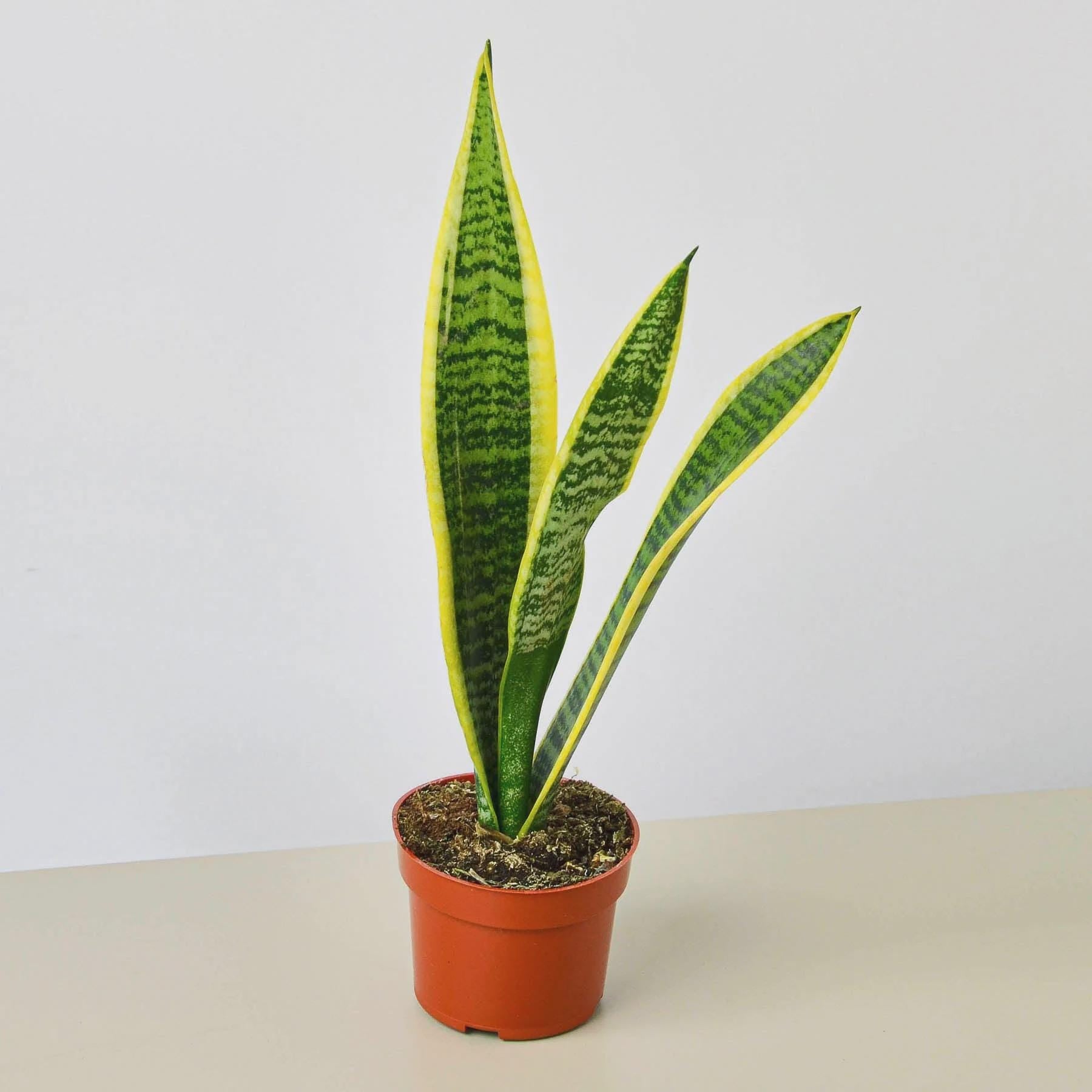 Snake Plant Laurentii 4" Plant 3" Pot / Nursery Pot Austin Jungle Co.
