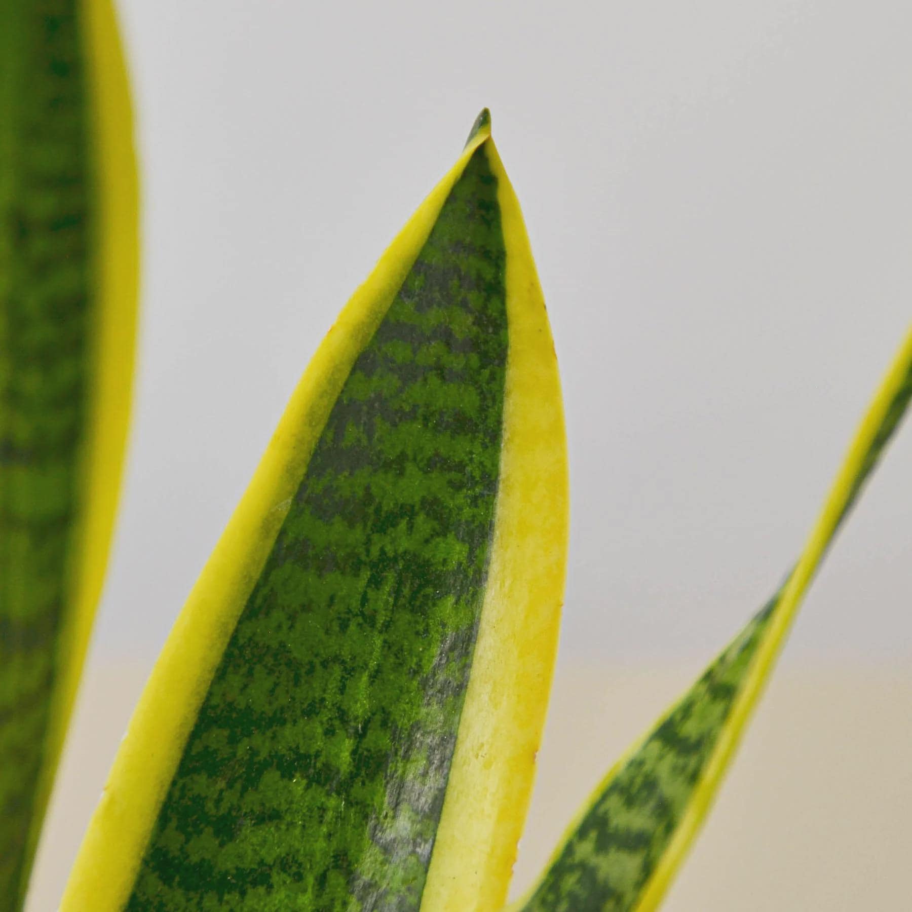 Snake Plant Laurentii 4" Plant 3" Pot / Nursery Pot Austin Jungle Co.